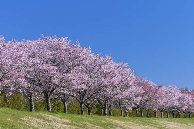 桜